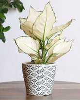 نبتة اجلونيما بيضاء مبرقشة